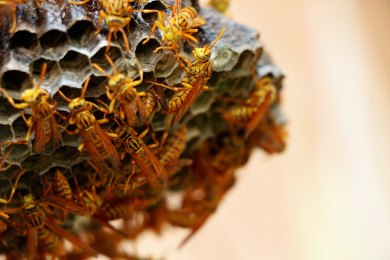 自然界野生生物昆虫大黄蜂特写