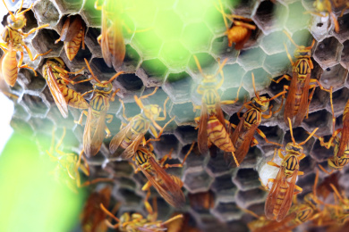 自然界野生生物昆虫大黄蜂特写