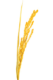 白背景上一根金黄色的稻穗特写  