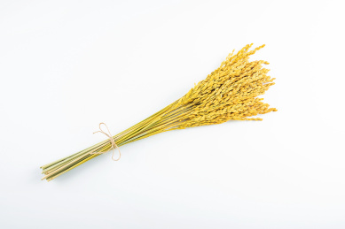 白背景上一把金黄色的稻谷稻穗