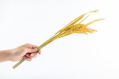 手执一把金黄色的稻谷稻穗在白背景上
