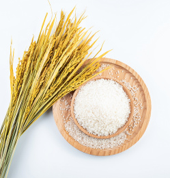 白背景上一把金黄色的稻穗和一碟圆粒大米