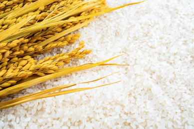 金黄色的稻穗和白色圆粒东北大米