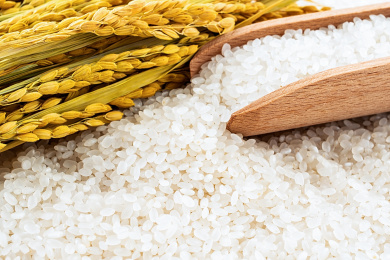 金黄色的稻穗和白色圆粒东北大米  