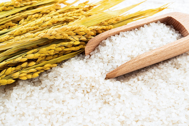 金黄色的稻穗和白色圆粒东北大米  