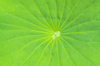 绿色的荷叶脉络水珠在上面