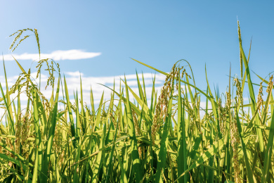 白天阳光下水稻田里茂密的稻谷