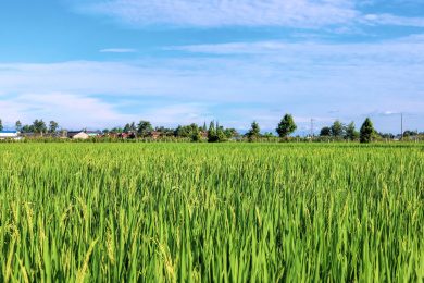 晴天时候蓝天白云下的水稻农田