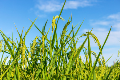 白天阳光下水稻田里的稻谷