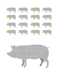 猪肉分割部位矢量插画设计素材