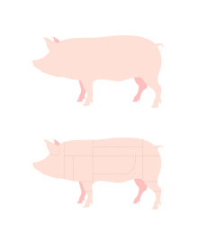 猪肉分割部位矢量插画设计素材