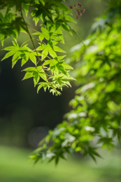 公园里枝叶繁茂的绿色枫叶
