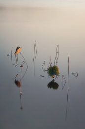 夕阳下平静的水面和一角枯荷