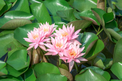 夏天池塘里绿色叶子上面盛开的五朵粉红色的睡莲花