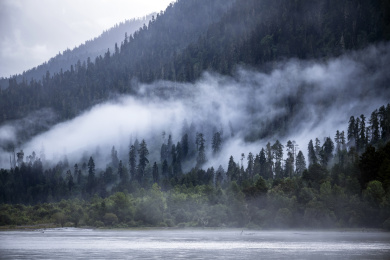 青藏高原湖边的浓雾缭绕的丛林风光
