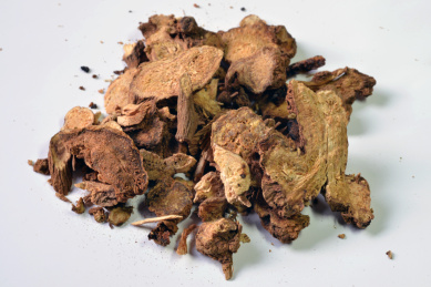 中国传统中医中草药原材料特写-生白术