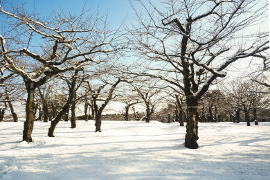 日本北海道函馆五棱郭冬季雪景