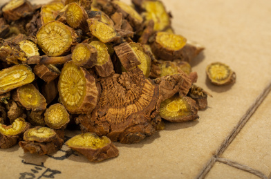 中国中草药植物药材黄芩