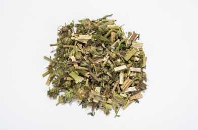 中国中草药植物药材益母草