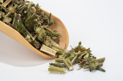 中国中草药植物药材益母草