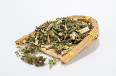 中国中草药植物药材益母草