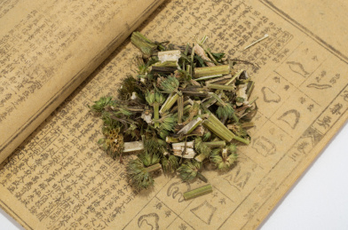 中国中草药植物药材益母草