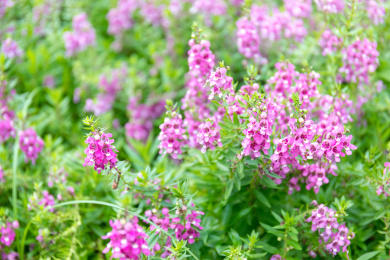 晴天阳光下粉紫色的香彩雀花丛