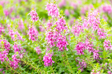 晴天阳光下粉紫色的香彩雀花丛