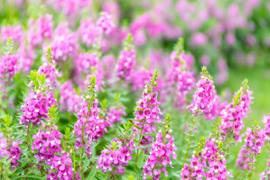 晴天阳光下粉紫色的香彩雀花丛