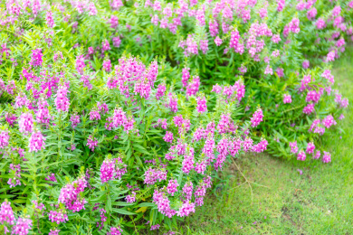 晴天阳光下粉紫色的香彩雀花丛