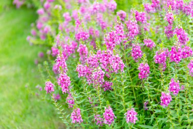 晴天阳光下粉紫色的香彩雀花丛