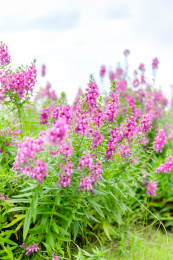 蓝天下绽放的粉紫色的香彩雀花丛