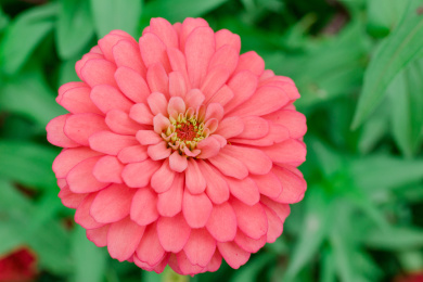 公园里绽放的一朵粉红色的百日菊微距特写