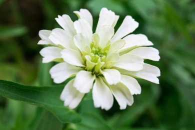 公园里绽放的一朵白色的百日菊微距特写