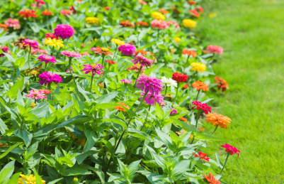 公园里绽放的彩色的百日菊花丛