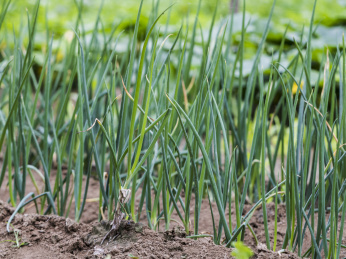正在地里生长的调味用的蔬菜大葱