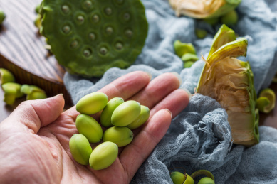 手中展示的一把新鲜的莲子