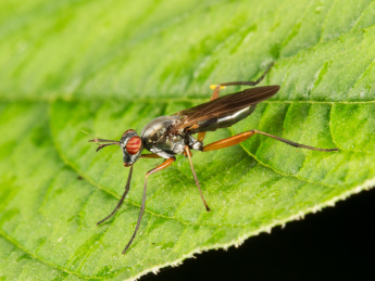 绿色叶子上的一只沼蝇特写