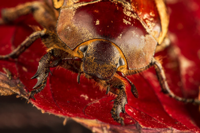 正在啃食树叶的棕色金龟甲虫头部特写