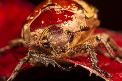 正在啃食树叶的棕色金龟甲虫头部特写