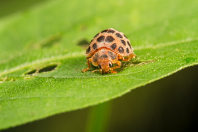 正在啃食绿色树叶的瓢虫特写