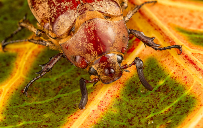 正在啃食树叶的棕色金龟甲虫头部特写