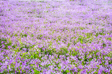 一大片的紫色植物紫丁香花海