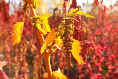 秋天农田里带着晨露的逆光中的藜麦特写