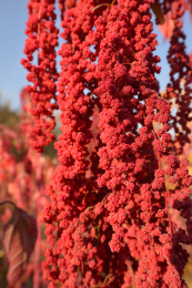 秋天蓝天下成熟的红色藜麦穗特写