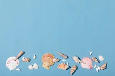 蓝色背景上摆放的贝壳贝类