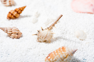 白沙里的贝类海洋生物静物留白