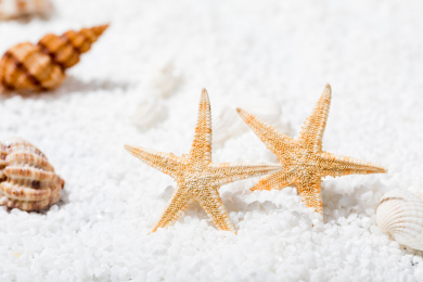 白沙里的海洋生物留白静物