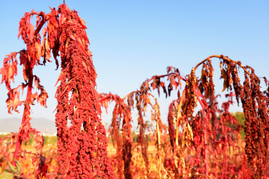 秋天农田里成熟的火红色藜麦穗