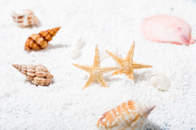 白沙里的海洋生物留白静物